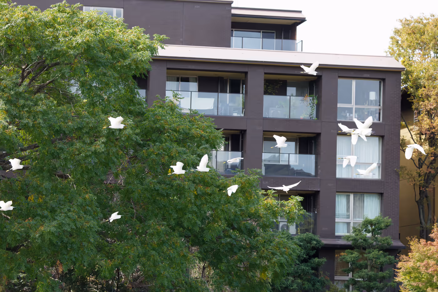 A flock of white egrets flying past an apartment building and autumn trees.