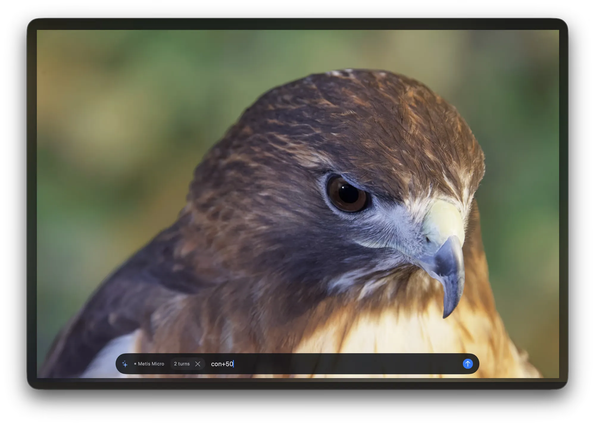 The ask bar on the second turn of a chat, over a photo of a hawk. The bar names Metis Micro, counts 2 turns with a cross beside the count, and the composer holds “con+50”.