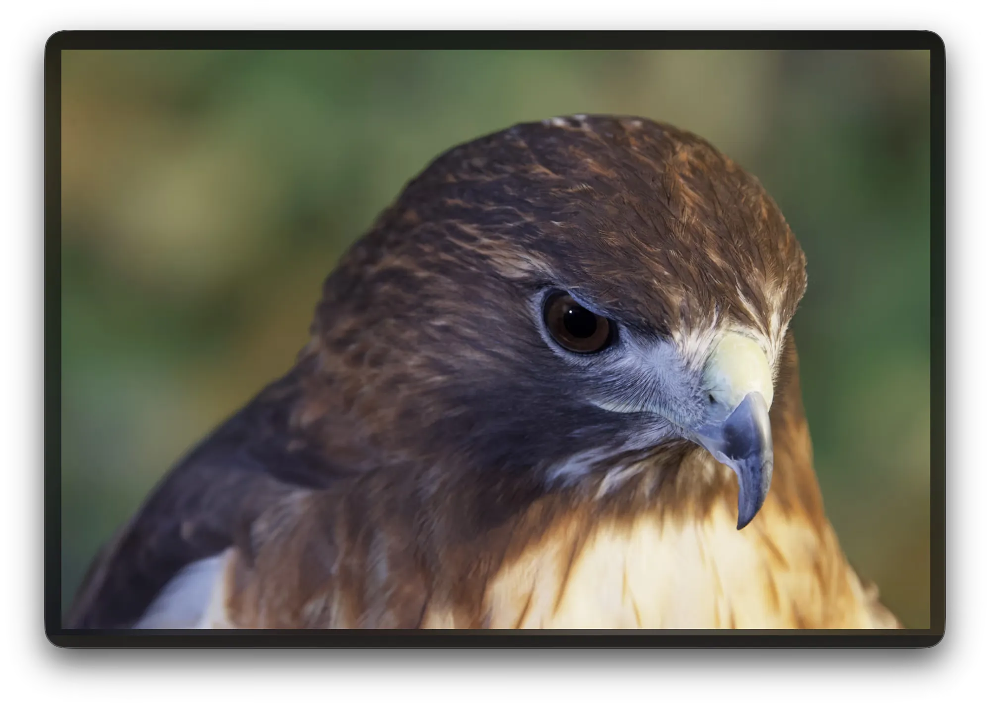 A photo in gallery view. It fills the window and no control is on screen.