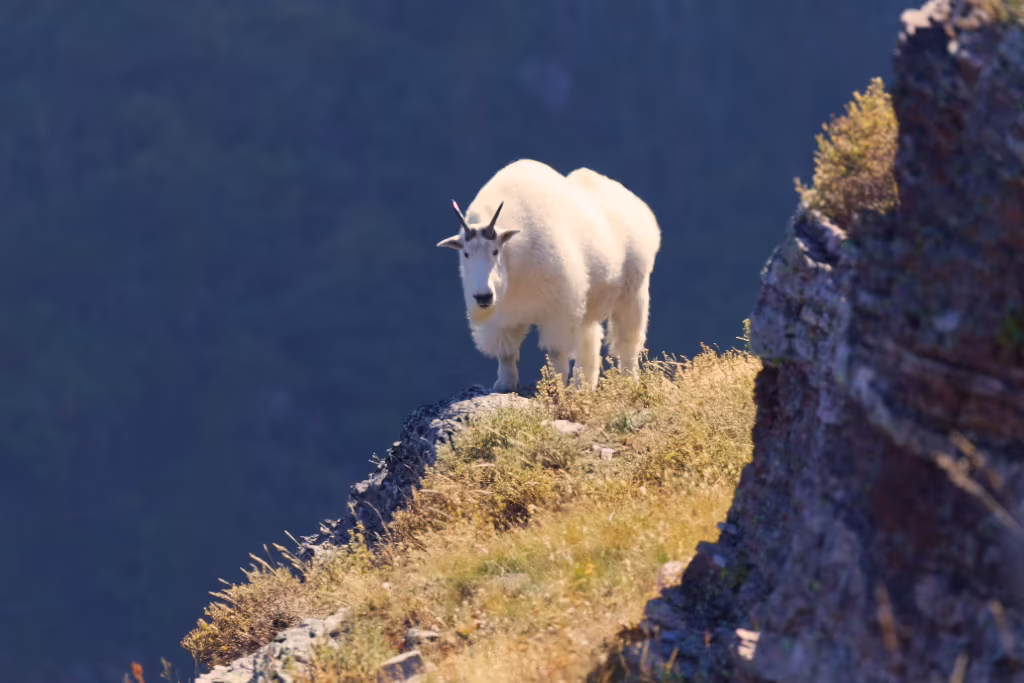 The same goat with warm afternoon light, the hillside turned gold.