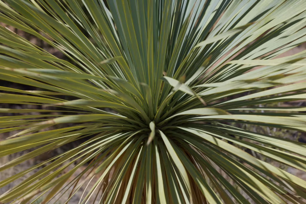 A yucca photographed from directly above, its blades a muted natural green over dry ground.