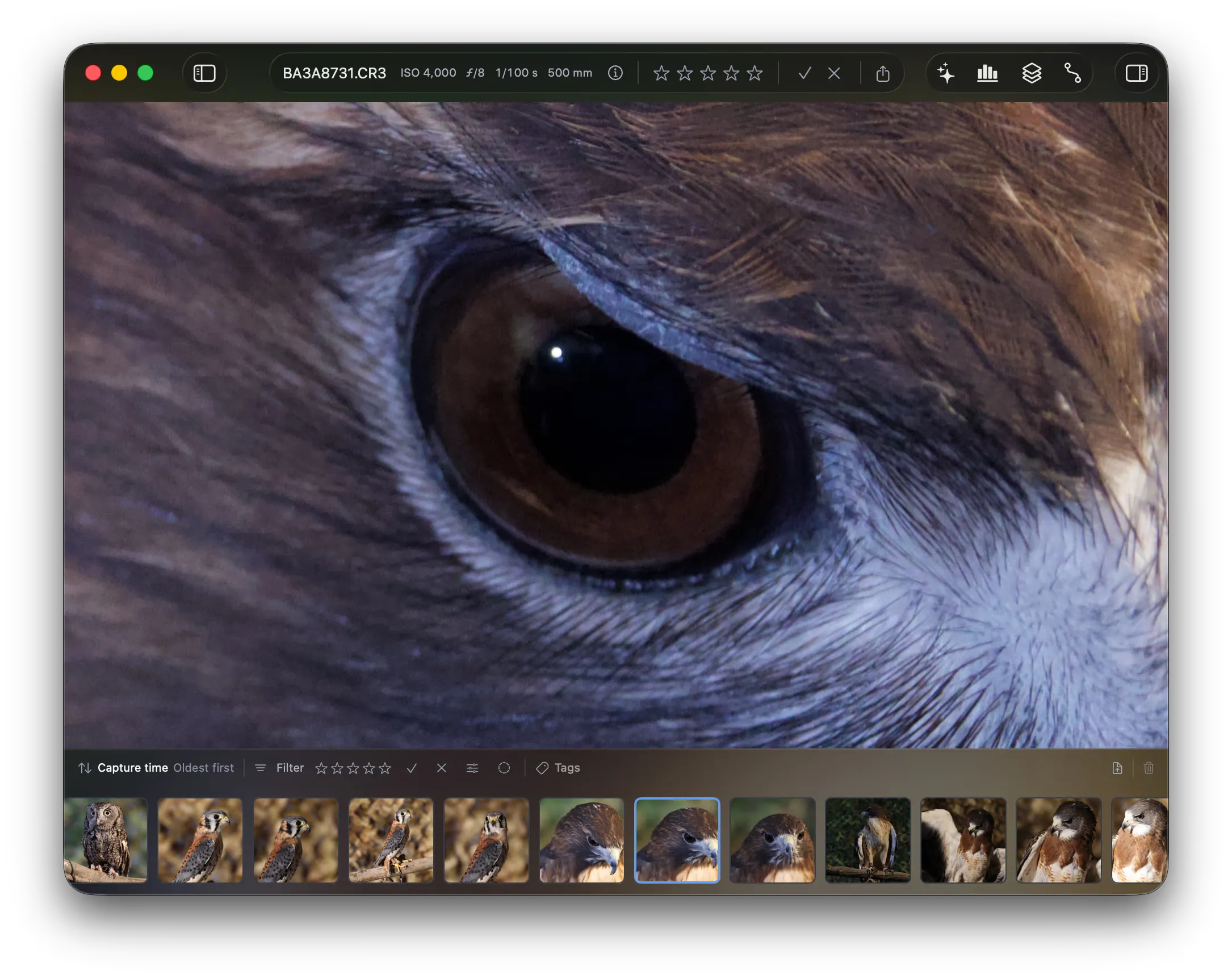A photo zoomed to 100% on the canvas, showing the detail in a bird’s eye.